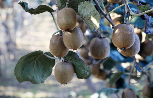 幫農助農酷消銷賦能 周至獼猴桃銷售產業走上快車道