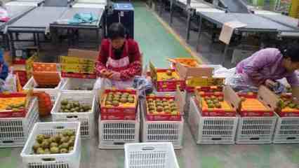 健康農(nóng)產(chǎn)品陜西行走進齊峰果業(yè)，見證真正獼猴桃的自然之味與品牌力量