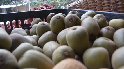 開陽縣龍水鄉 金果飄香迎豐收，獼猴桃采摘正當時