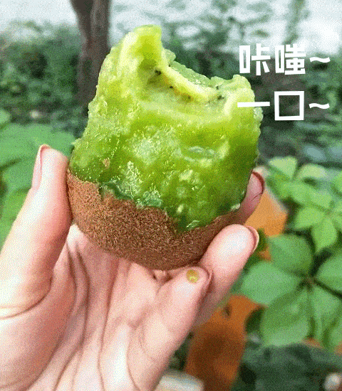 走起！這樣的采摘游玩樂趣千萬別錯過——獼猴桃采摘基地合集