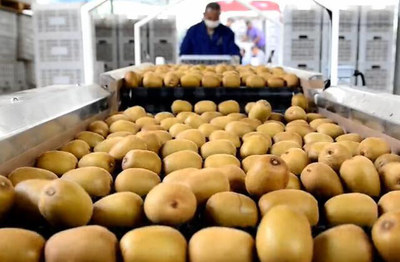 從分選加工到市場(chǎng)銷售 探索獼猴桃產(chǎn)業(yè)的精細(xì)化發(fā)展之路